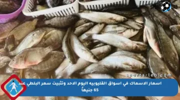 أسعار الأسماك في أسواق القليوبية اليوم الأحد وتثبيت سعر البلطي عند 65 جنيهاً